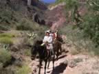B- Mule Ride, riding down in to Grand Canyon (16).jpg (123kb)